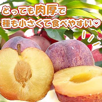 産地直送　プラム　貴陽　3キロ　15玉前後　クール便送料込み 楽天市場】プラム貴陽（フルーツ・果物｜食品）の通販